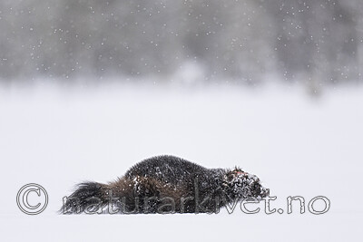 BB_20220220_0107 / Gulo gulo / Jerv