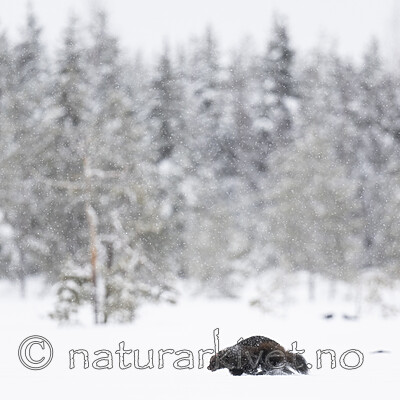 BB_20220220_0306 / Gulo gulo / Jerv