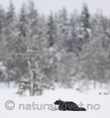 BB_20220220_0313 / Gulo gulo / Jerv