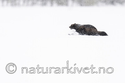 BB_20220220_0406-SharpenAI-Standard / Gulo gulo / Jerv