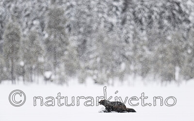 BB_20220220_0448-SharpenAI-Standard / Gulo gulo / Jerv