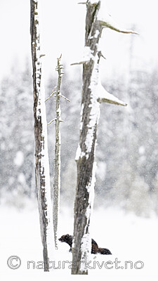 BB_20220220_0534 / Gulo gulo / Jerv