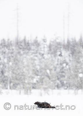 BB_20220220_0599 / Gulo gulo / Jerv