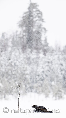 BB_20220220_0625 / Gulo gulo / Jerv