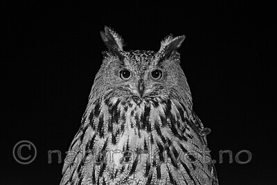 BB_20220223_0617-Rediger / Bubo bubo / Hubro