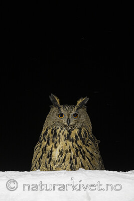 BB_20220223_0730 / Bubo bubo / Hubro