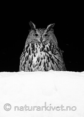 BB_20220223_0800 / Bubo bubo / Hubro