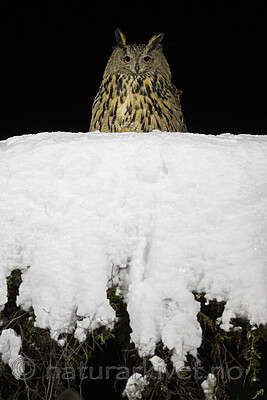 BB_20220223_0837 / Bubo bubo / Hubro