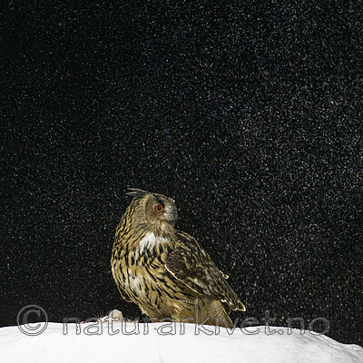 BB_20220224_0012 / Bubo bubo / Hubro