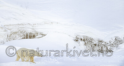 BB_20220419_0340 / Ursus maritimus / Isbjørn