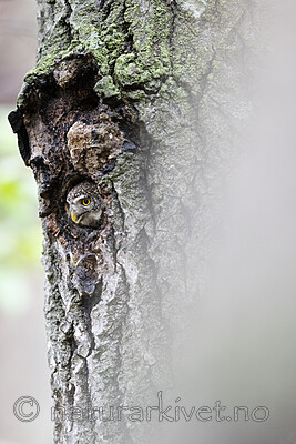 BB_20220603_0029 / Glaucidium passerinum / Spurveugle