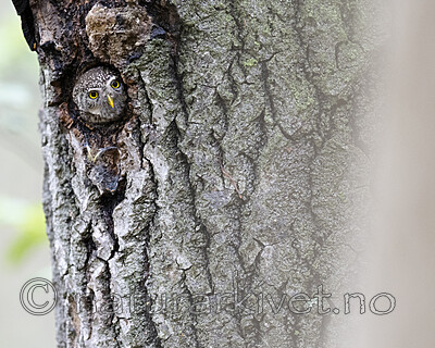 BB_20220603_0030 / Glaucidium passerinum / Spurveugle