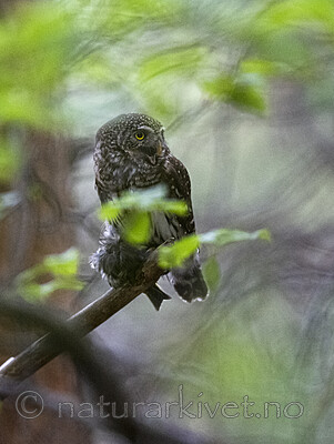 BB_20220603_0079 / Glaucidium passerinum / Spurveugle