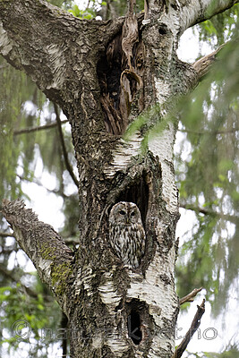 BB_20220617_0026 / Betula pubescens / Bjørk <br /> Strix aluco / Kattugle