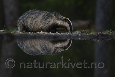 BB_20220630_0037 / Meles meles / Grevling