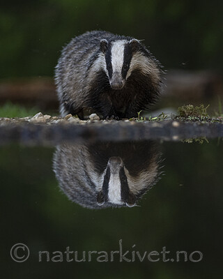 BB_20220630_0048 / Meles meles / Grevling