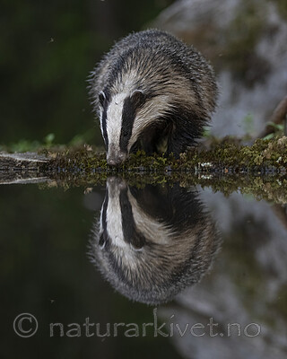 BB_20220630_0063-SharpenAI-Focus / Meles meles / Grevling
