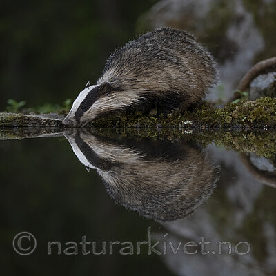 BB_20220630_0066-SharpenAI-Focus / Meles meles / Grevling