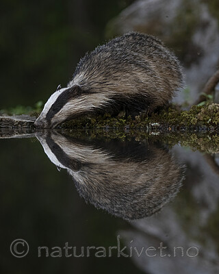 BB_20220630_0067-SharpenAI-Focus / Meles meles / Grevling