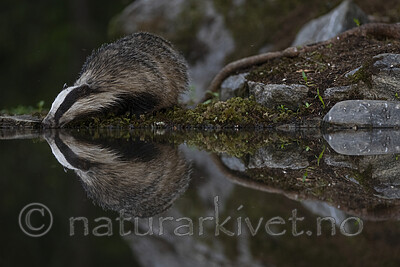 BB_20220630_0071-SharpenAI-Focus / Meles meles / Grevling