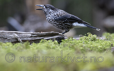 BB_20220730_0115 / Nucifraga caryocatactes / Nøttekråke