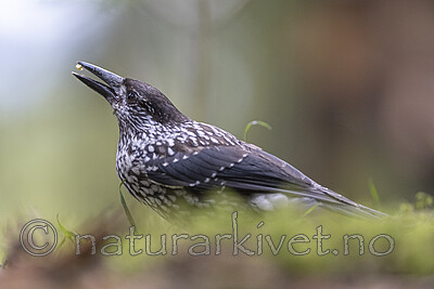 BB_20220730_0150 / Nucifraga caryocatactes / Nøttekråke