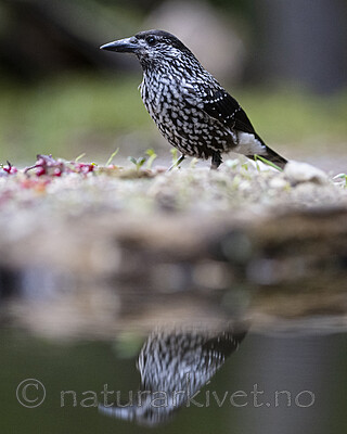 BB_20220730_0198 / Nucifraga caryocatactes / Nøttekråke