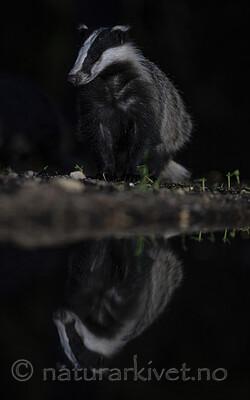 BB_20220730_0332-SharpenAI-Focus / Meles meles / Grevling