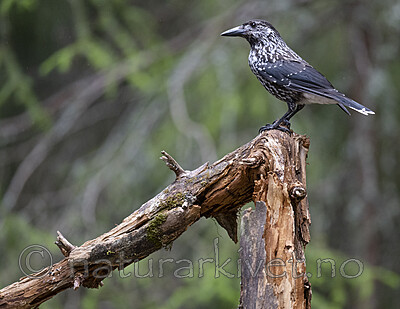 BB_20220731_0062 / Nucifraga caryocatactes / Nøttekråke