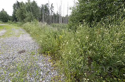 BB_20220731_0125 / Melilotus albus / Hvitsteinkløver