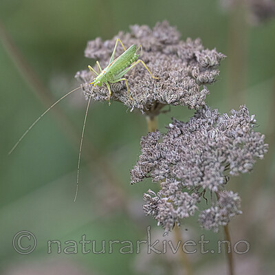 BB_20220902_0009-SharpenAI-Focus / Meconema thalassinum / Eikegresshoppe <br /> Seseli libanotis / Hjorterot