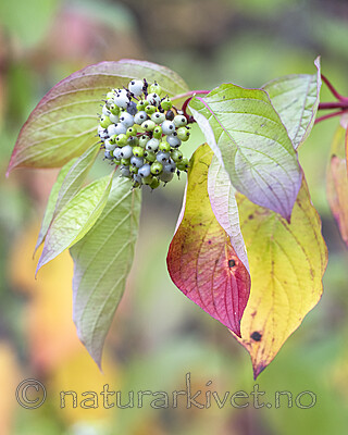 BB_20221010_0002 / Swida alba / Sibirkornell