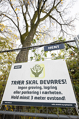 BB_20221019_0002 / Acer platanoides / Spisslønn