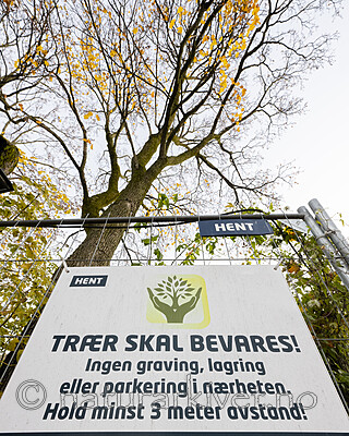 BB_20221019_0003 / Acer platanoides / Spisslønn