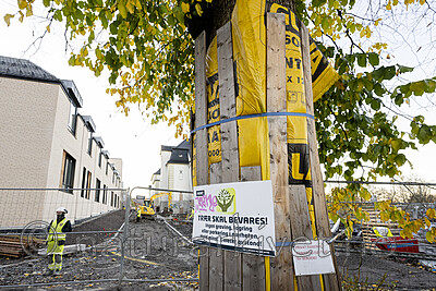 BB_20221019_0006 / Ulmus glabra / Alm