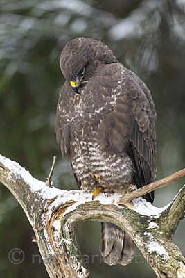 BB_20221209_0045 / Buteo buteo / Musvåk