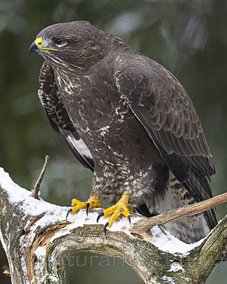 BB_20221209_0077 / Buteo buteo / Musvåk