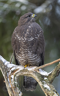BB_20221209_0172 / Buteo buteo / Musvåk