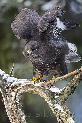 BB_20221209_0177-SharpenAI-Focus / Buteo buteo / Musvåk