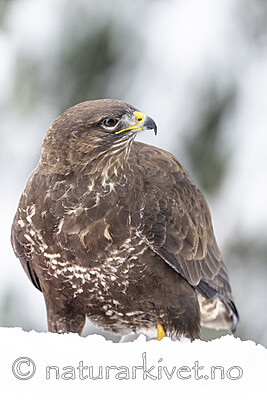 BB_20221219_0044 / Buteo buteo / Musvåk