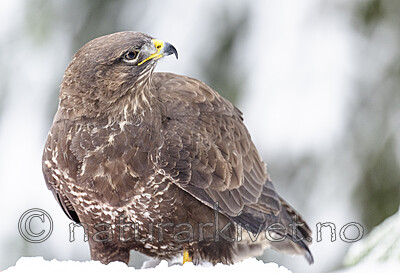 BB_20221219_0047 / Buteo buteo / Musvåk