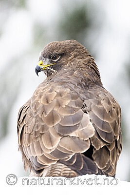 BB_20221219_0266 / Buteo buteo / Musvåk