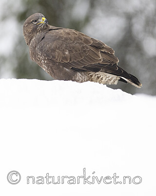 BB_20221219_0268 / Buteo buteo / Musvåk