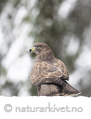 BB_20221219_0316 / Buteo buteo / Musvåk