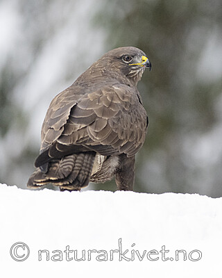 BB_20221219_0319-2 / Buteo buteo / Musvåk