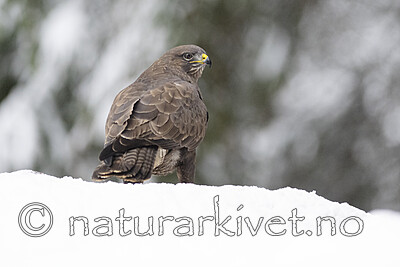 BB_20221219_0319 / Buteo buteo / Musvåk