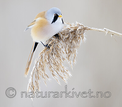 BB_20230121_1427 / Panurus biarmicus / Skjeggmeis