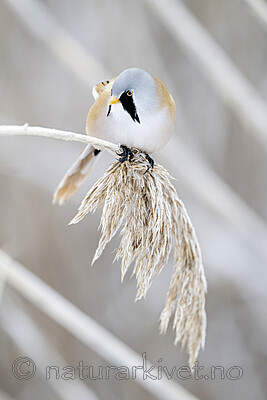 BB_20230121_1592 / Panurus biarmicus / Skjeggmeis