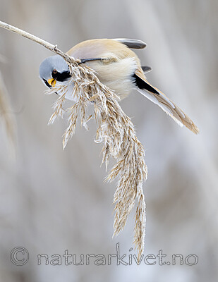 BB_20230121_1938 / Panurus biarmicus / Skjeggmeis