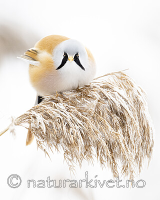 BB_20230121_2436 / Panurus biarmicus / Skjeggmeis